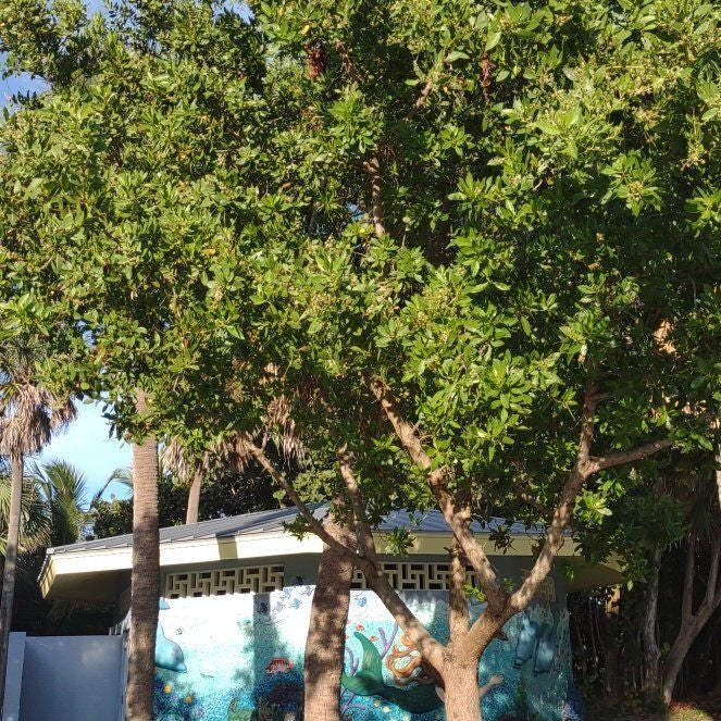 Photo of the plant species Button Mangrove by @YesShamrock81 named Diana on Greg, the plant care app