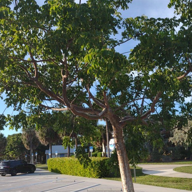 Photo of the plant species Gumbo-Limbo by @YesShamrock81 named Prince on Greg, the plant care app