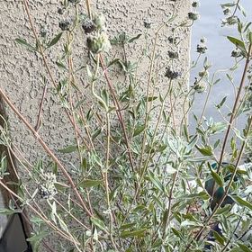 Photo of the plant species Chaparral Sage by @IdealWaxbegonia named Sir Plancelot on Greg, the plant care app