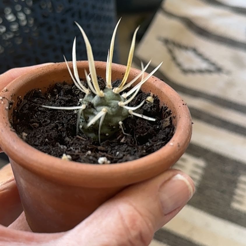 Photo of the plant species Turbinicarpus schmiedickeanus by @IdealWaxbegonia named Harper on Greg, the plant care app