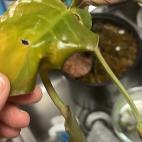 Photo of the plant species Philodendron Caramel Pluto by @IdealWaxbegonia named Gates on Greg, the plant care app