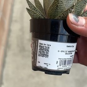 Photo of the plant species Gasteria Tiga by @RichPlovereggs5 named Pax on Greg, the plant care app