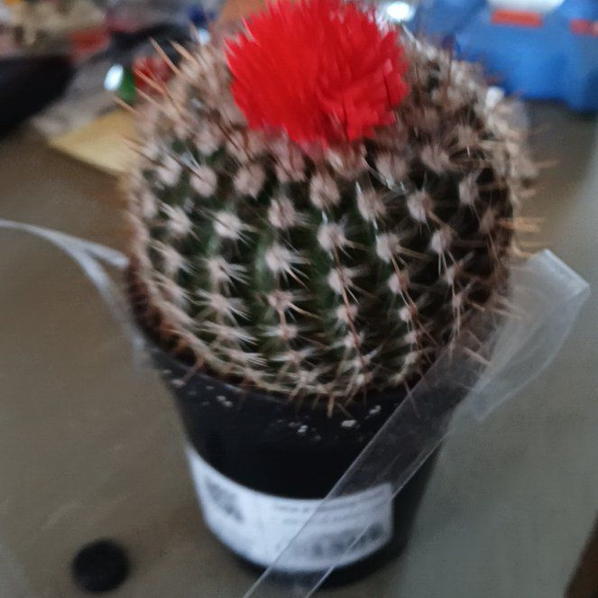 Photo of the plant species Melon cactus by @PoshCapemyrtle named Lil' cacti on Greg, the plant care app