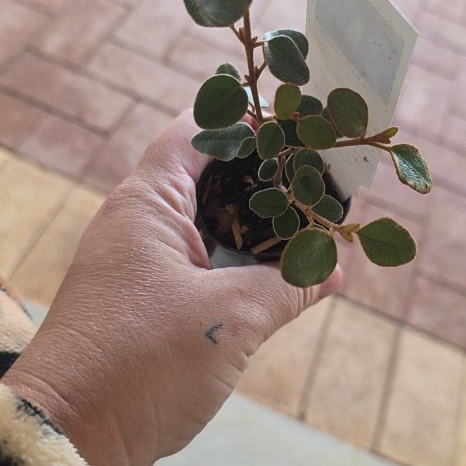 Photo of the plant species Correa backhouseana var. coriacea by @WiseBeechdrops named Gaga on Greg, the plant care app