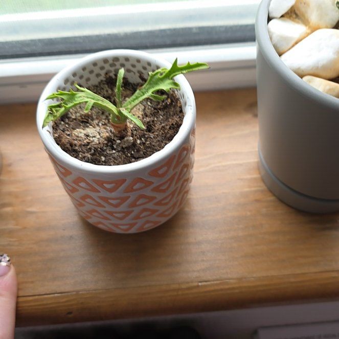Photo of the plant species Walking Kalanchoe by @VipWhitestar78 named Lola on Greg, the plant care app