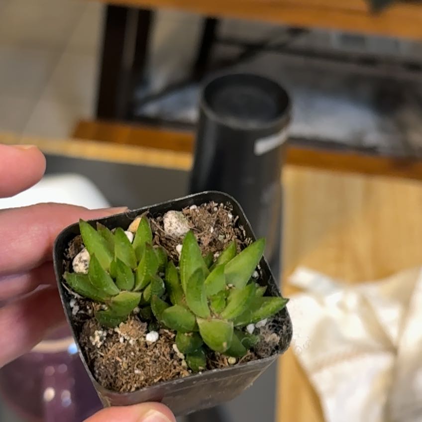 Photo of the plant species Fairy Washboard by @JuicyCurlyheads named Sage on Greg, the plant care app