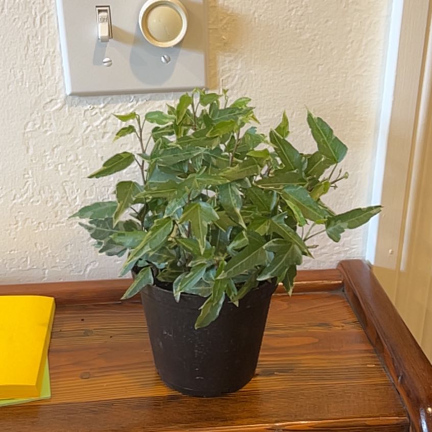 Photo of the plant species Little Hermann Ivy by @ComicGoldenhill named Rihanna on Greg, the plant care app