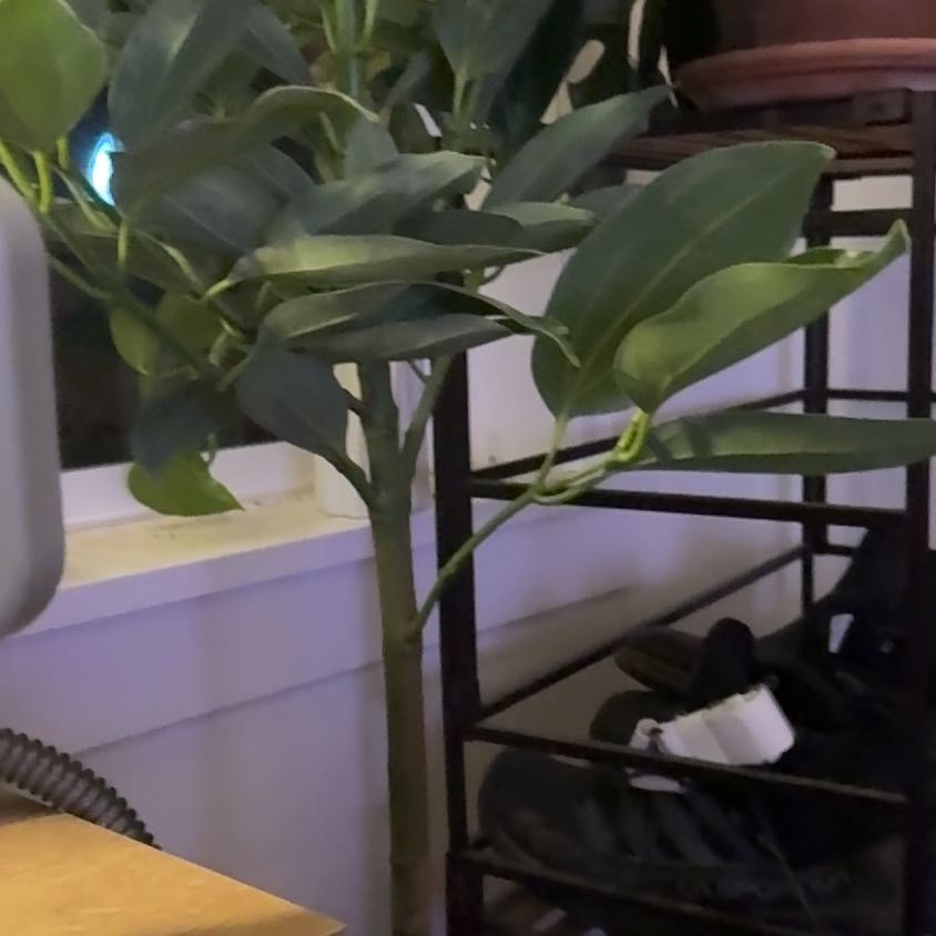 Photo of the plant species Cinnamon by @ComicGoldenhill named Beyonce on Greg, the plant care app