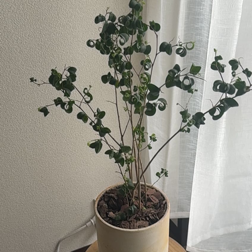 Photo of the plant species Ficus Barok by @EngagingTutu60 named Benjamine on Greg, the plant care app