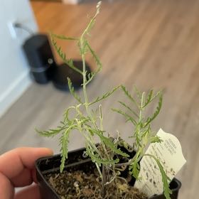 Photo of the plant species Perovskia atriplicifolia by @JollyBluehaze80 named Bruce Lee on Greg, the plant care app