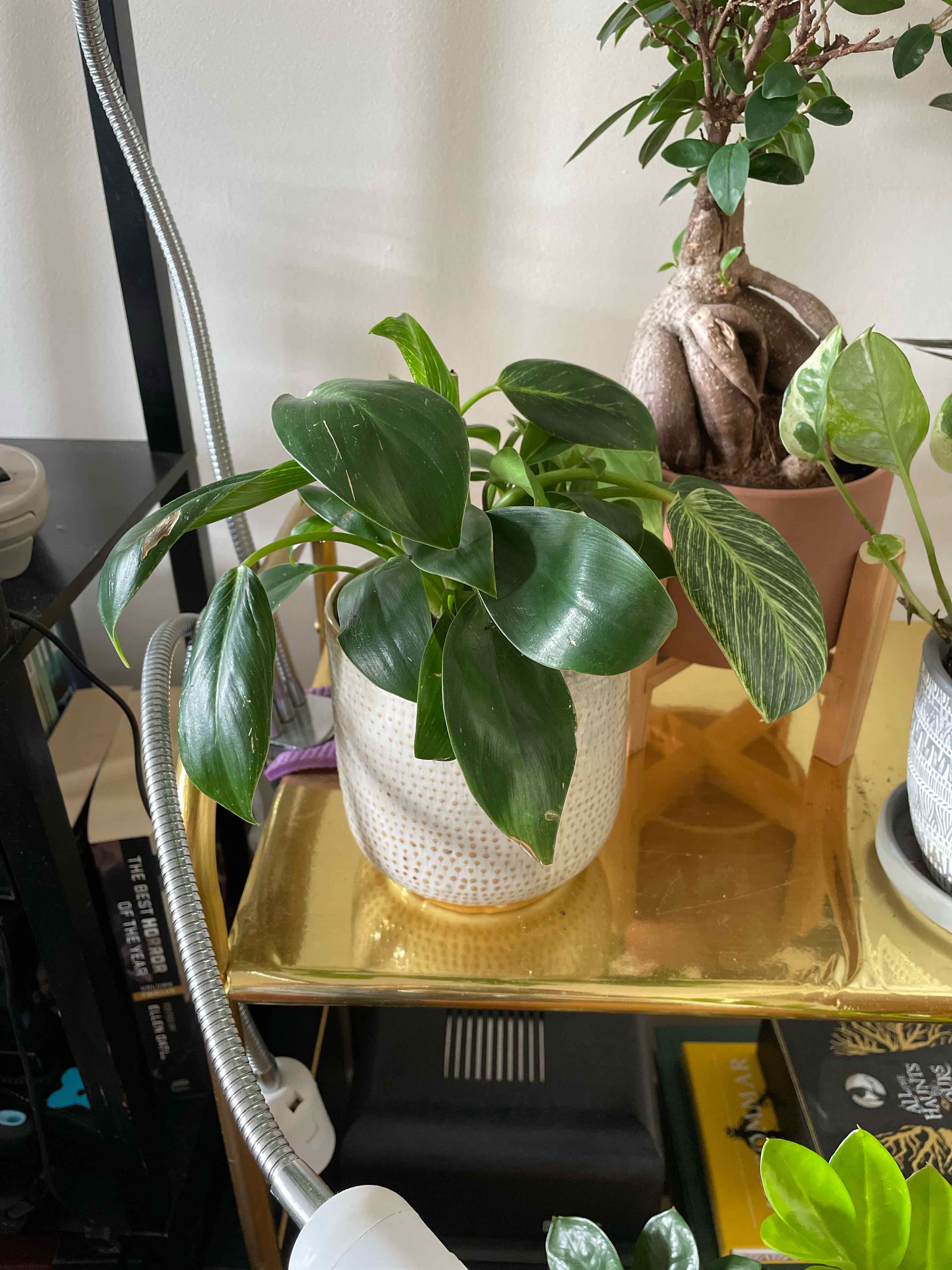 Philodendron Birkin plant on a golden surface, healthy green leaves, well-framed and in focus.