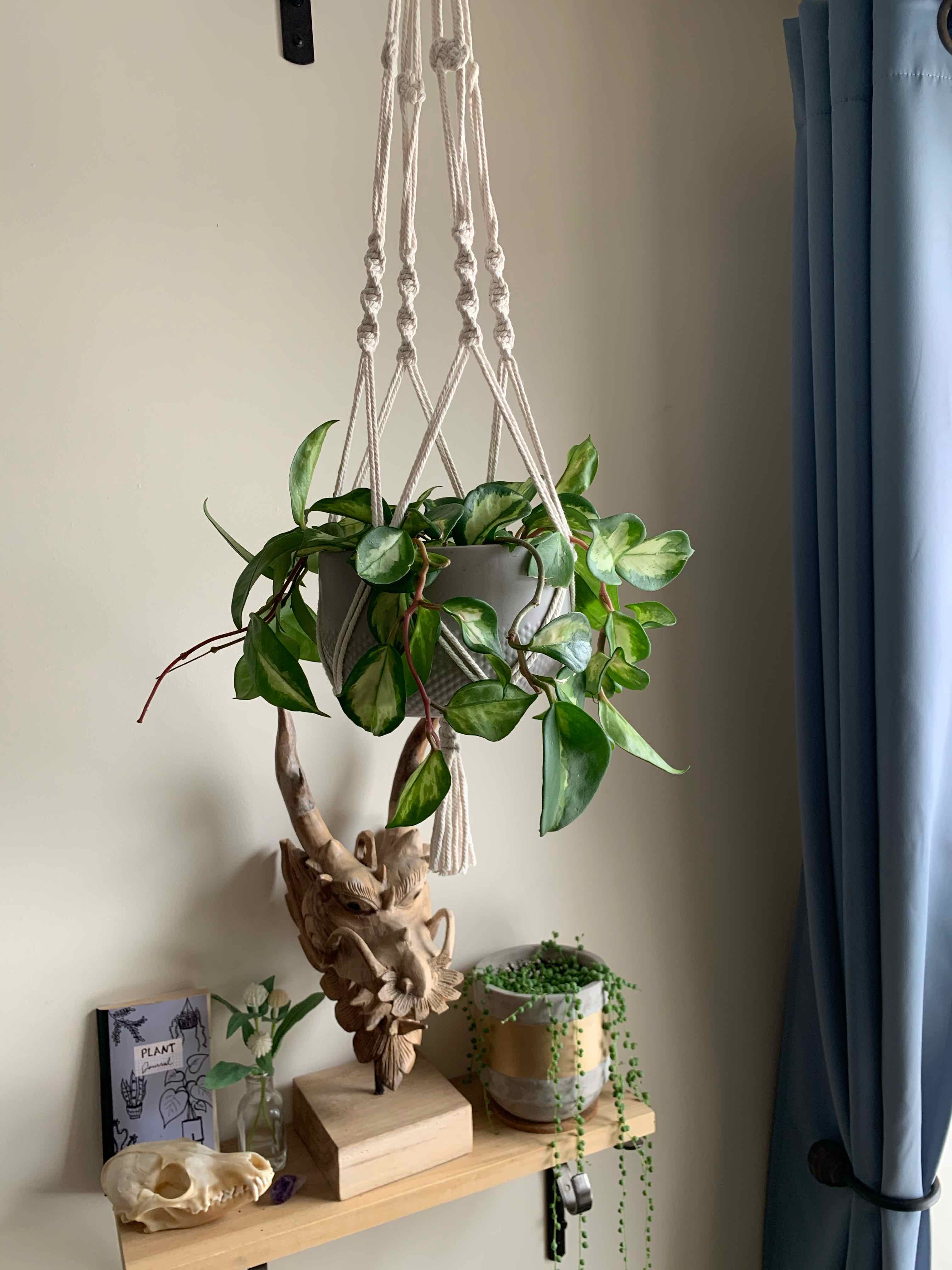 Krimson Princess Hoya plant in a hanging pot, healthy with vibrant green leaves.