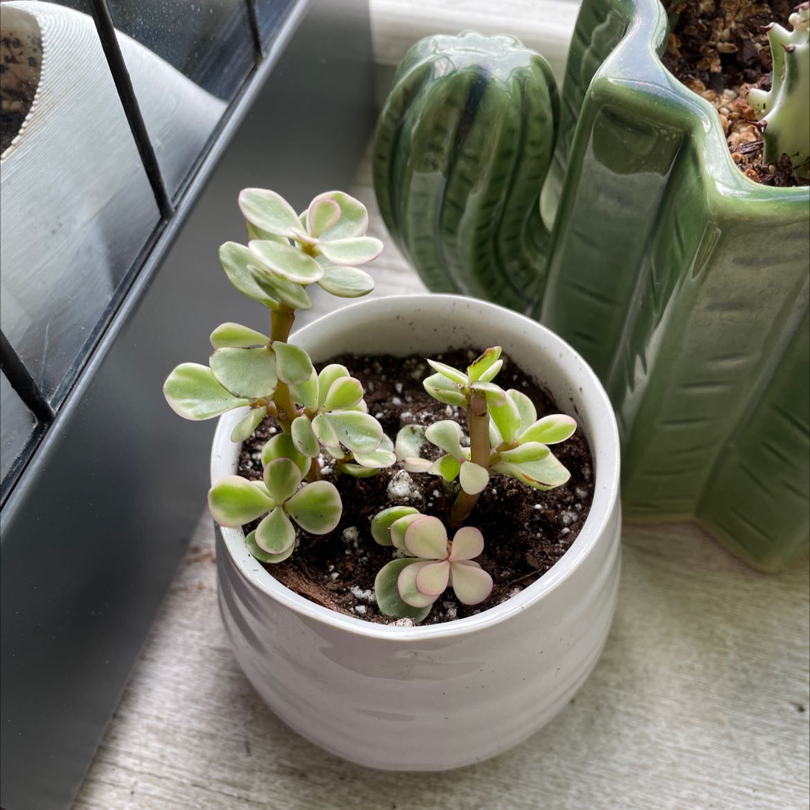 Elephant Bush (Portulacaria afra) in a white pot with healthy green leaves and visible soil.