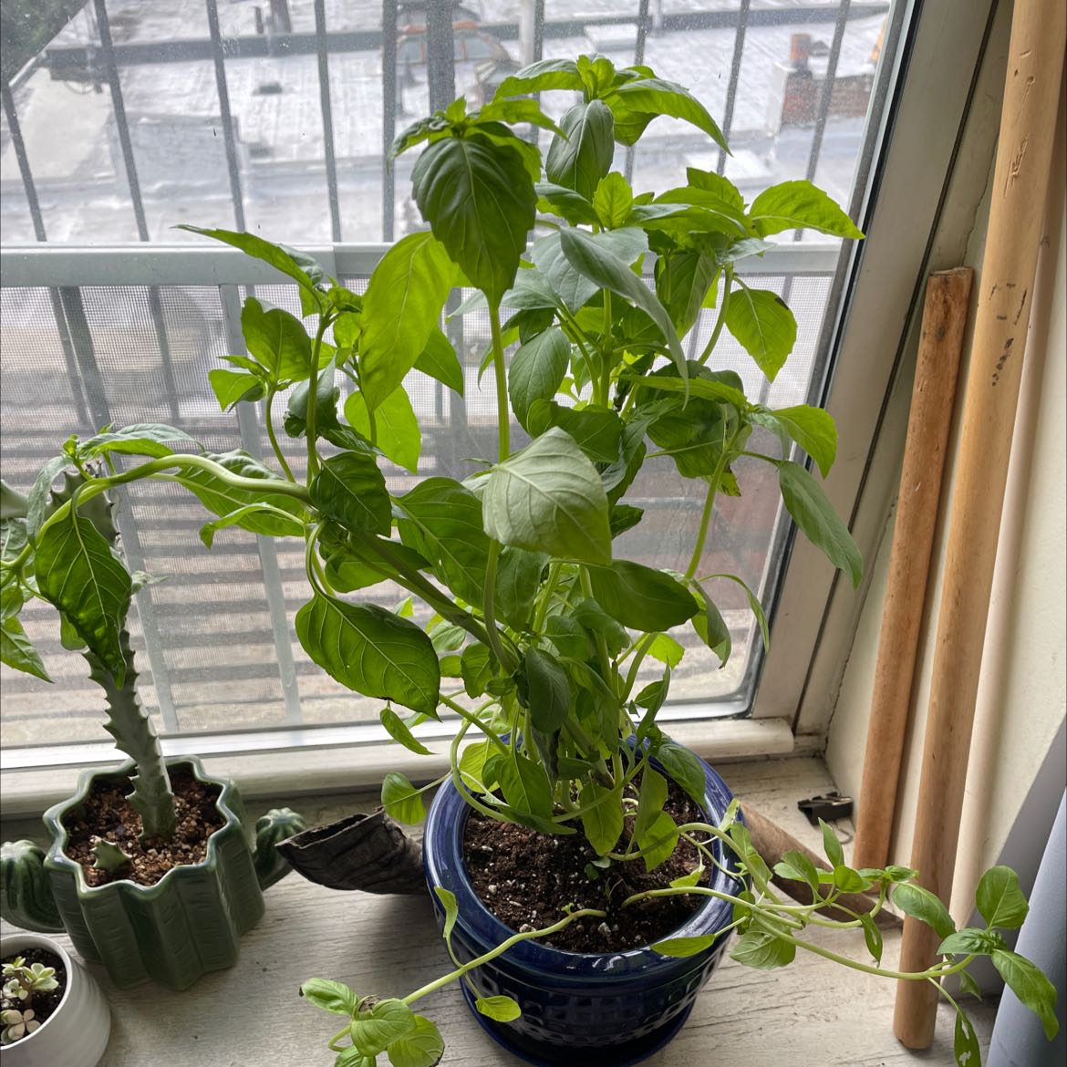 Sweet Basil plant in a blue pot on a windowsill, with vibrant green leaves.