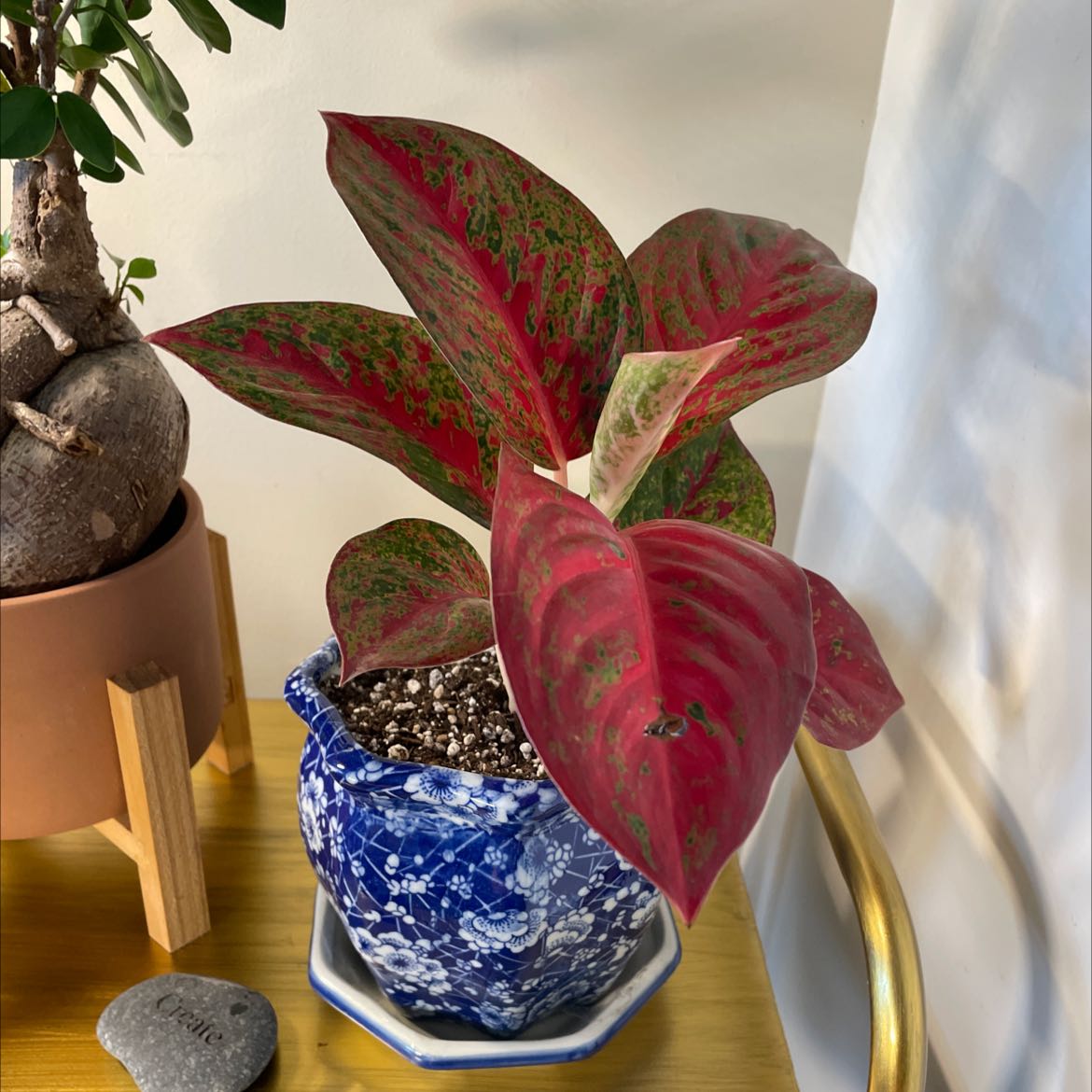 Healthy red and green variegated Chinese Evergreen plant in a blue and white pot, well-framed photo showing vibrant foliage.