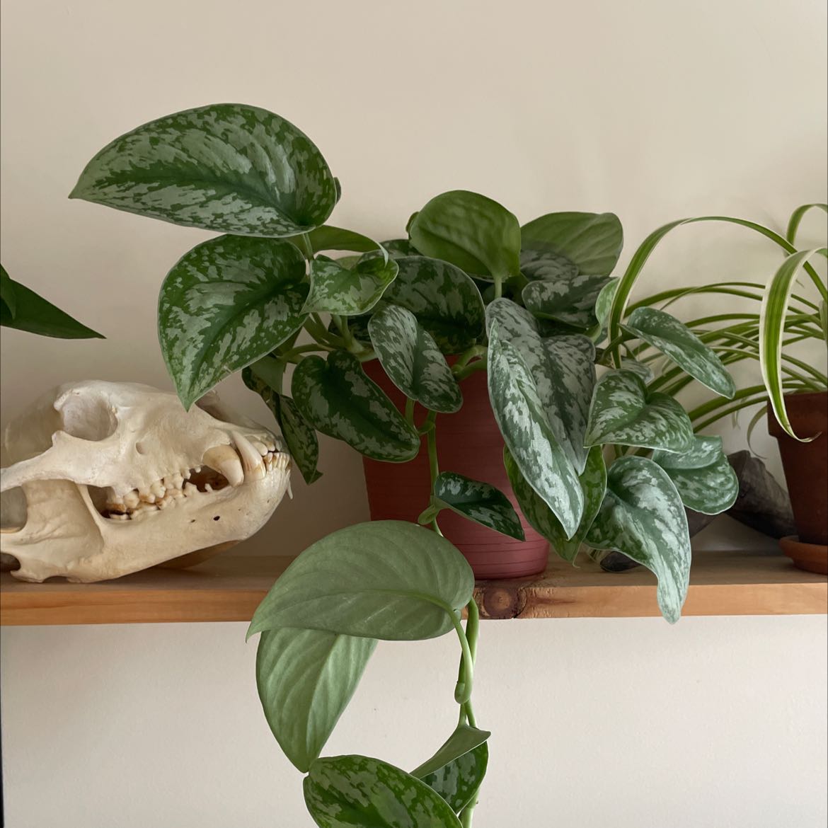 Healthy satin pothos plant with glossy, silver-variegated leaves on a wooden shelf next to a decorative animal skull.