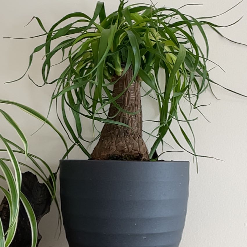 Healthy Ponytail Palm with long green leaves and bulbous brown trunk in navy blue pot against white background.