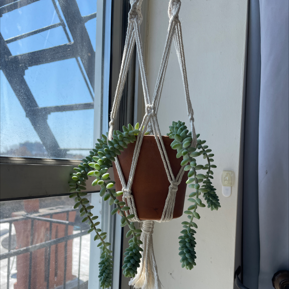 Healthy Burro's Tail succulent with long trailing stems and plump blue-green leaves, hanging in a macrame planter by a window.