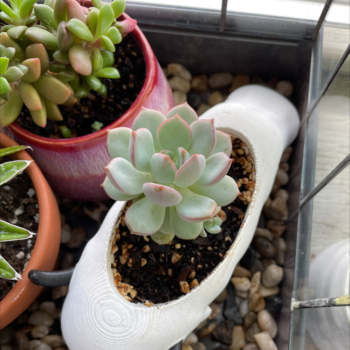 Pearl Echeveria succulent in a white pot with visible soil, surrounded by other plants.