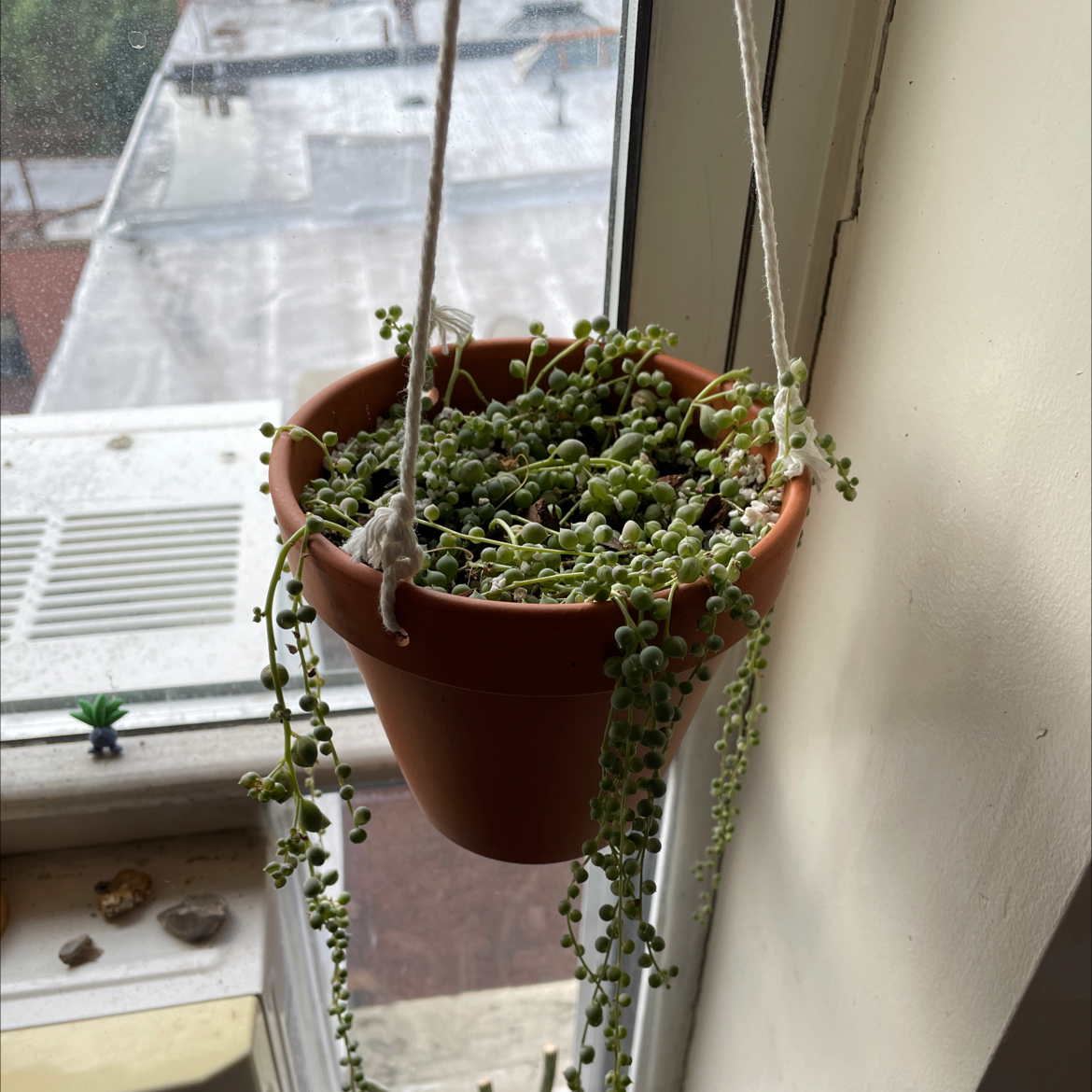 Photo of the plant species Variegated String of Pearls by @saratheflame named Jamala on Greg, the plant care app