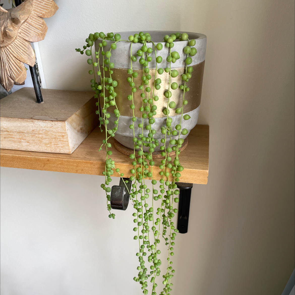 String of Pearls plant in a pot on a wooden shelf, with green spherical leaves cascading down.