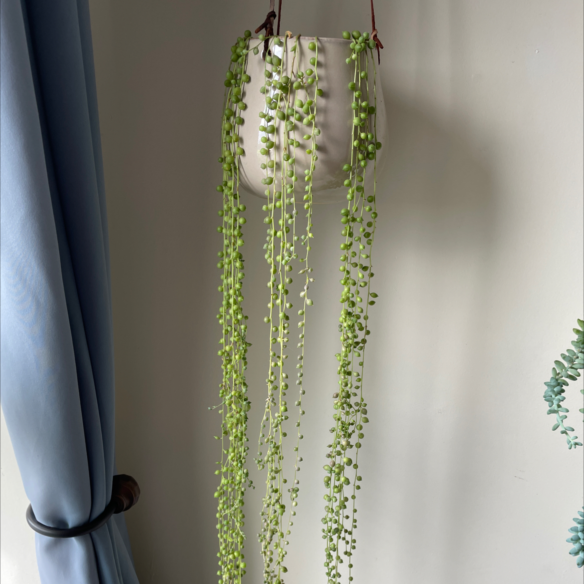 Hanging String of Pearls plant with long, trailing stems and vibrant green leaves.