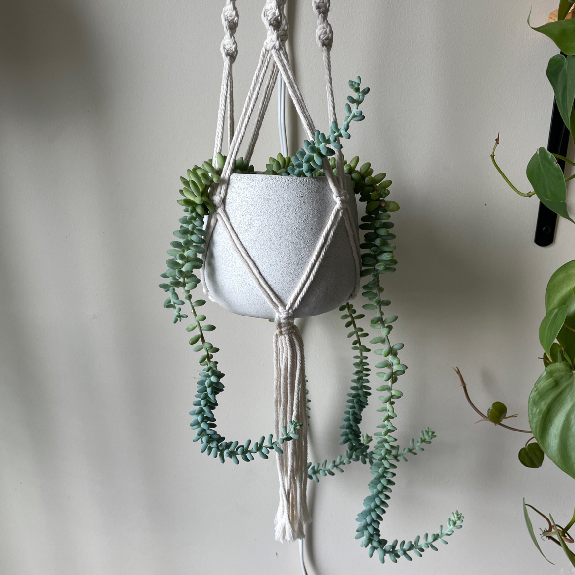 Healthy Burro's Tail succulent with dense blue-green leaves hanging in a decorative macrame pot holder against an off-white wall.