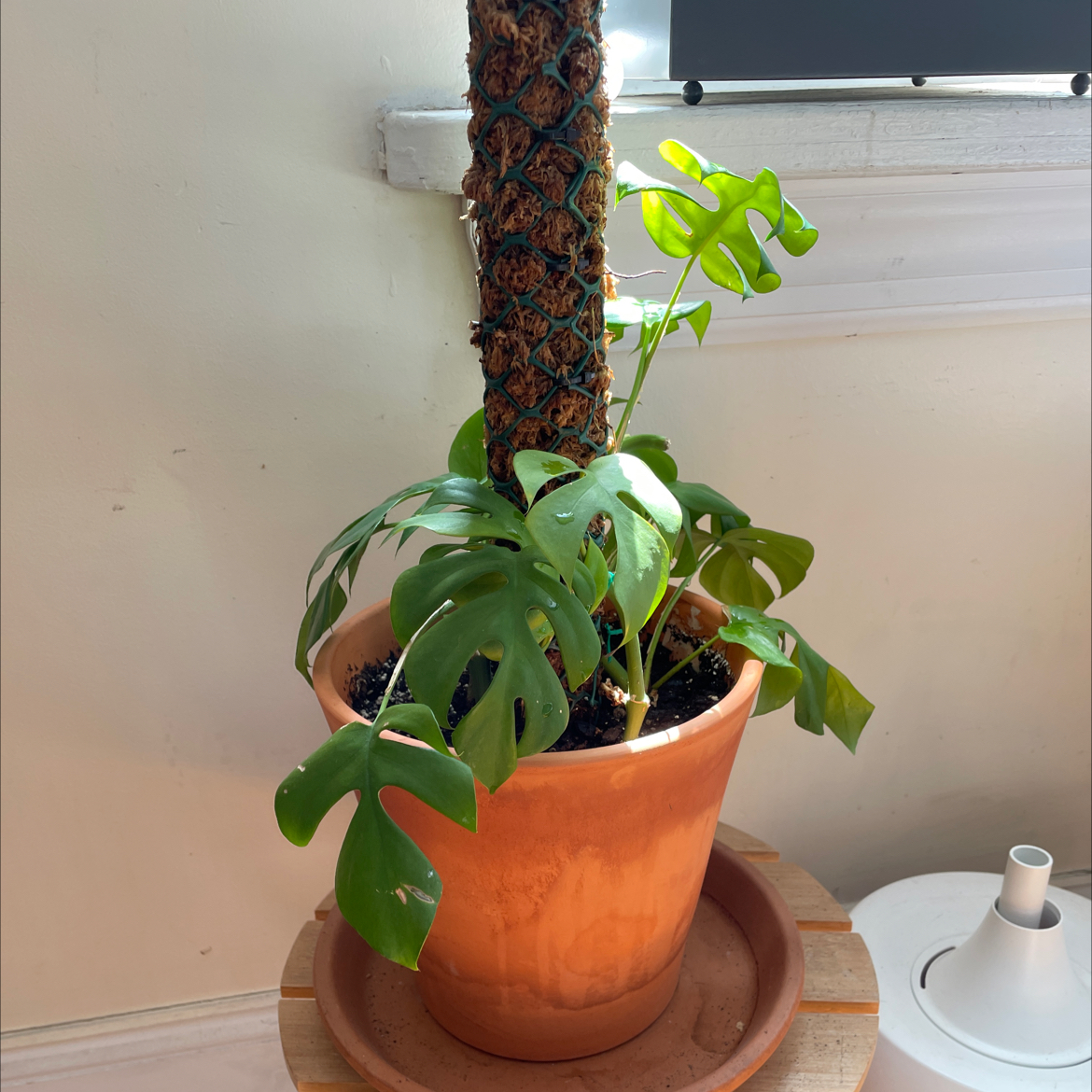 Mini Monstera plant in a terracotta pot with a moss pole, healthy green leaves.