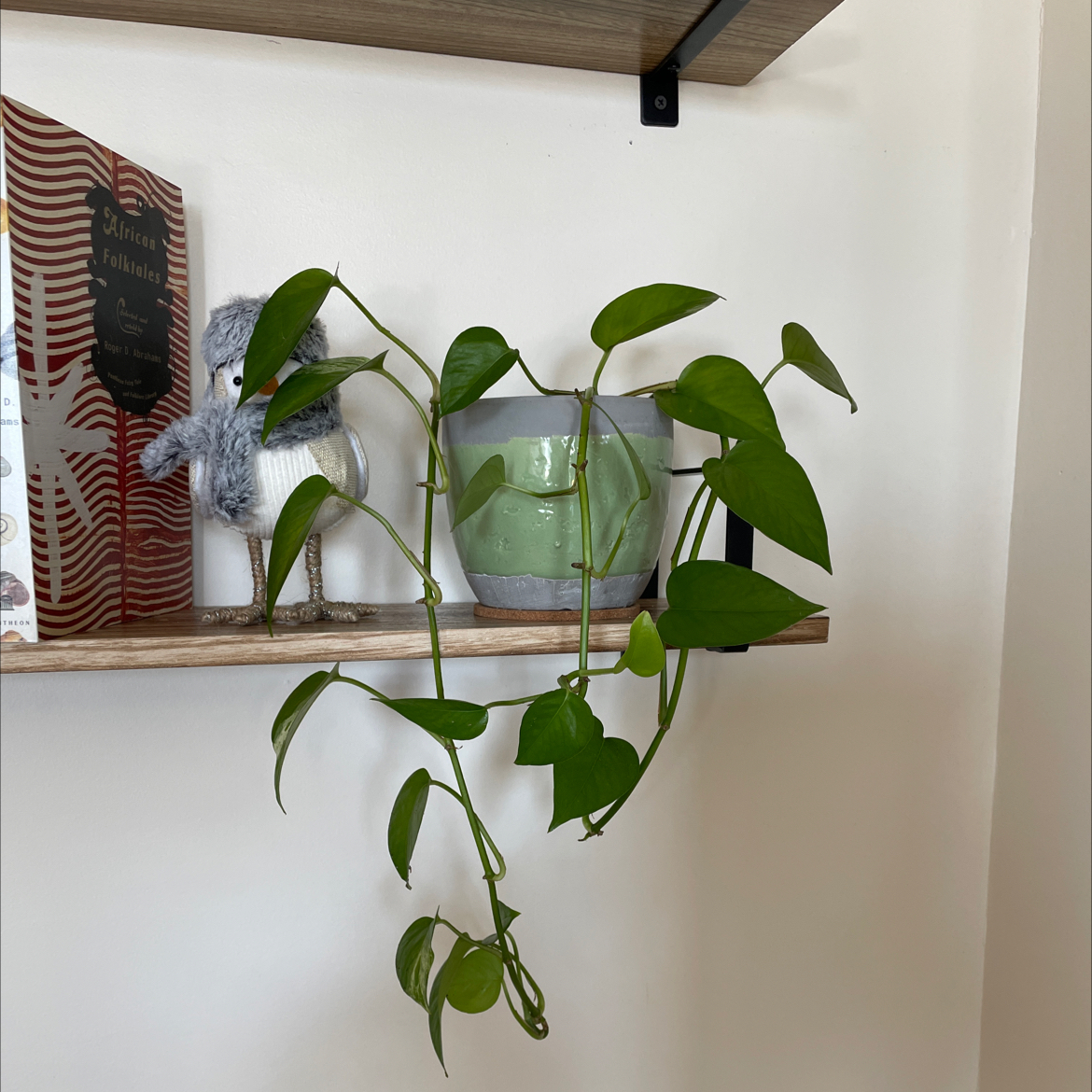 Marble Queen Pothos plant on a shelf with vibrant green leaves.