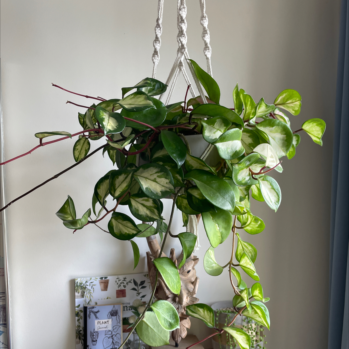 Photo of the plant species Krimson Princess Hoya by @saratheflame named Hoya on Greg, the plant care app