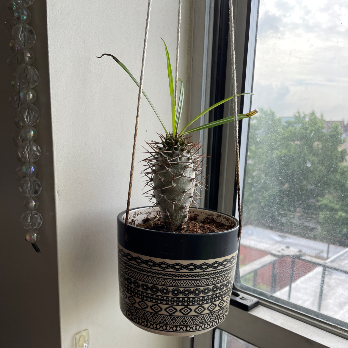 Madagascar Palm in a decorative hanging pot near a window with visible soil.