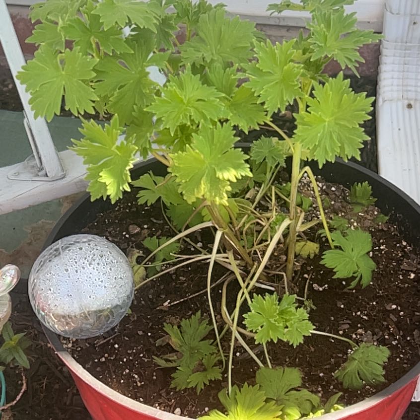 Photo of the plant species Delphinum by @ElderBrushbox34 named Mollie on Greg, the plant care app