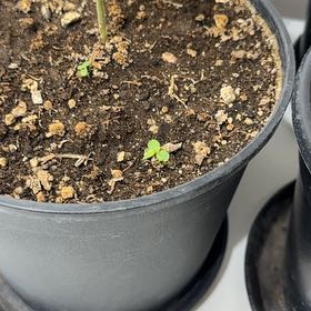 Plant care for Actinidia rudis var. glabricaulis on Greg, the plant care app