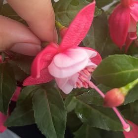 Plant care for Pirouette on Greg, the plant care app
