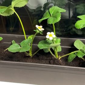 Photo of the plant species Honeoye Strawberry by @sqcode named Athena on Greg, the plant care app