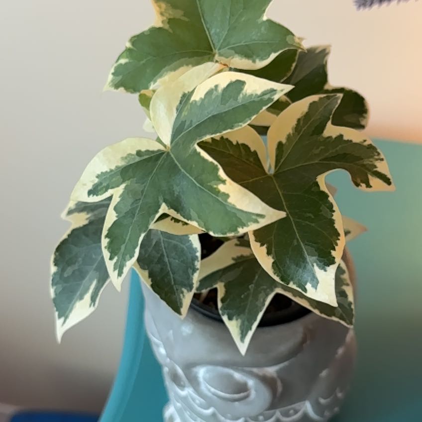 Photo of the plant species Fatshedera hybrid by @KeanuLeavez named Keanu Leaves on Greg, the plant care app