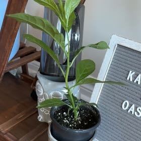 Photo of the plant species Night-Blooming Jessamine by @BusyFern93 named Lavender on Greg, the plant care app