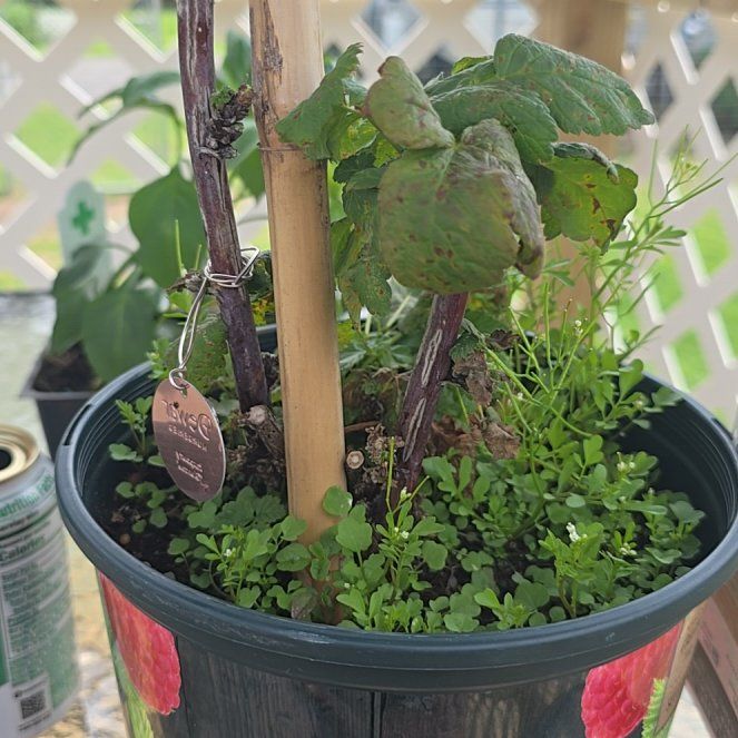 Photo of the plant species Red Raspberry by @UnimpededTipa77 named Sol on Greg, the plant care app