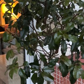 Photo of the plant species Red Tip Photinia by @UberRose80 named ChloroPhil on Greg, the plant care app