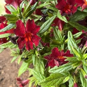 Photo of the plant species Mimulus 'Mai Tai Red' by @StalwartBokchoi named Oscar on Greg, the plant care app