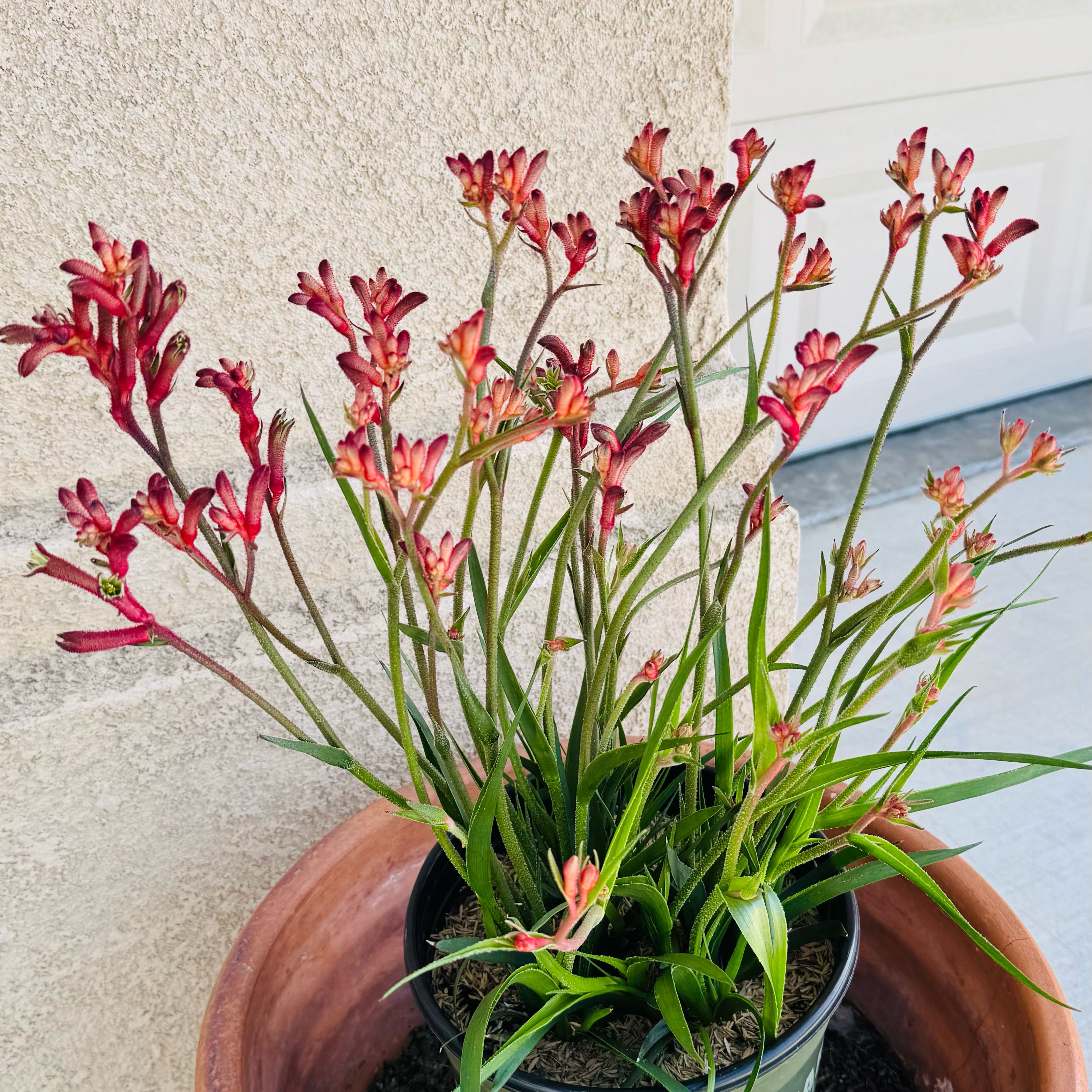 Plant care for Anigozanthos 'Joe Joe Yellow' on Greg, the plant care app