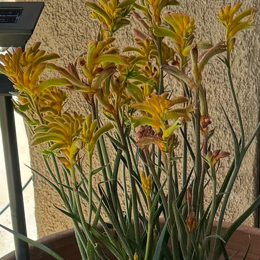 Photo of the plant species Anigozanthos 'Joe Joe Yellow' by @StalwartBokchoi named Delilah on Greg, the plant care app