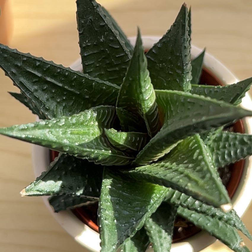 Photo of the plant species Haworthia limifolia by @AlwaysRamarama named Ulysses S Plant on Greg, the plant care app