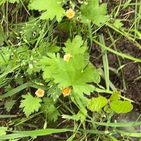 Photo of the plant species Dovefoot Geranium by @ProfoundMiro34 named Rosa on Greg, the plant care app