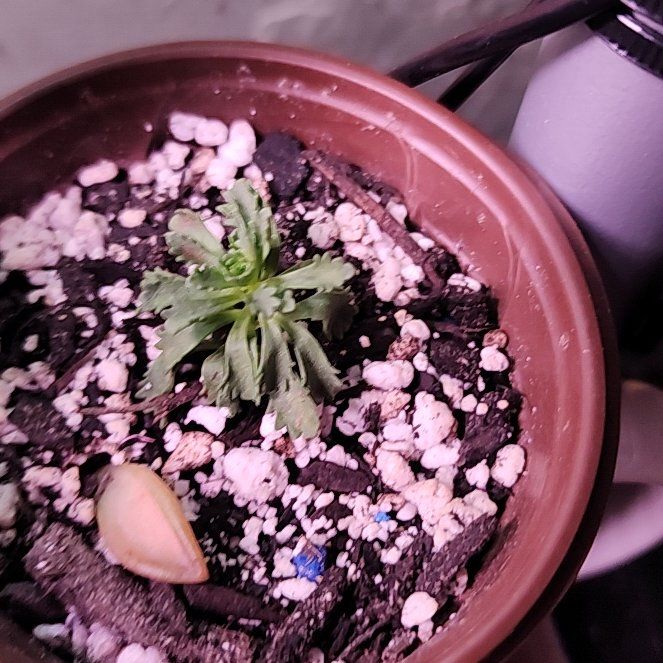 Photo of the plant species Livelong Saxifrage by @OpulentPeyote90 named Lavender on Greg, the plant care app