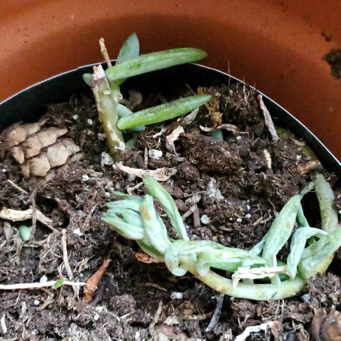 Photo of the plant species Succulent by @DivineFilbert10 named Osmo on Greg, the plant care app