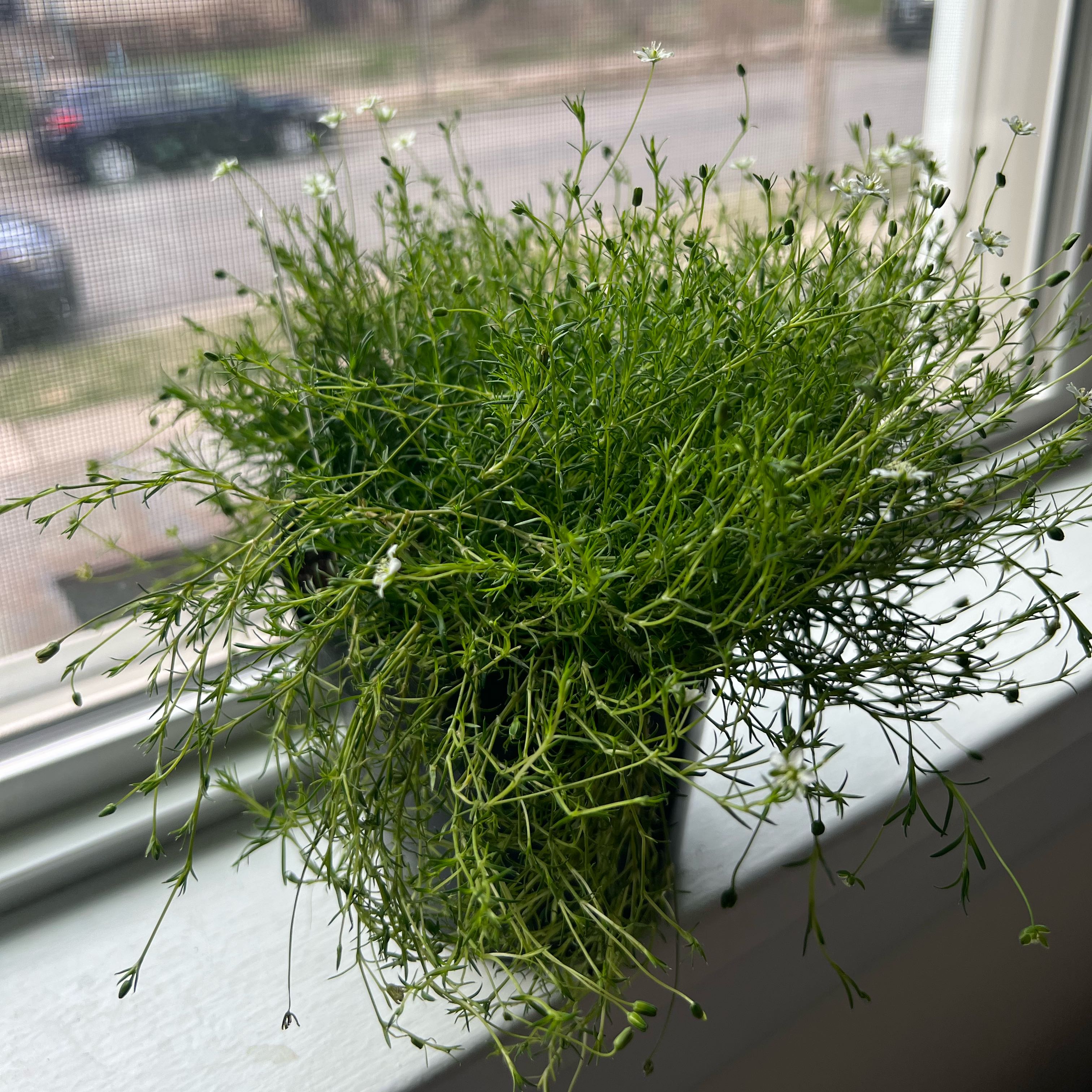 Photo of the plant species Scotch Moss by @AliveNannyberry named Planty on Greg, the plant care app