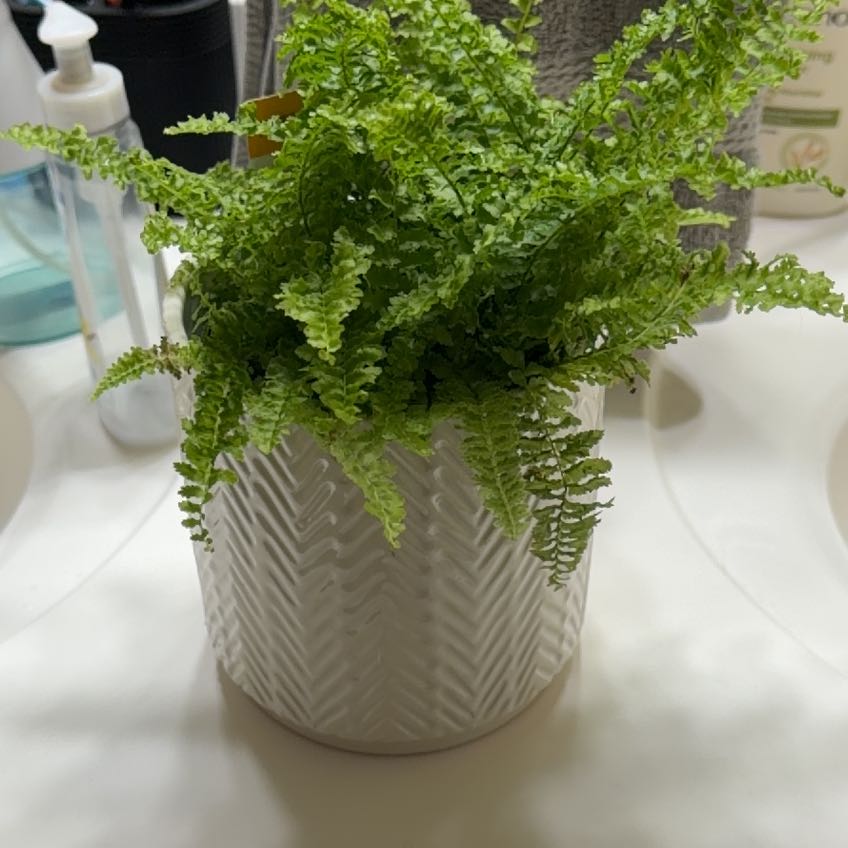 Photo of the plant species Fluffy Ruffles Fern by @JocularAchiote0 named Marley on Greg, the plant care app