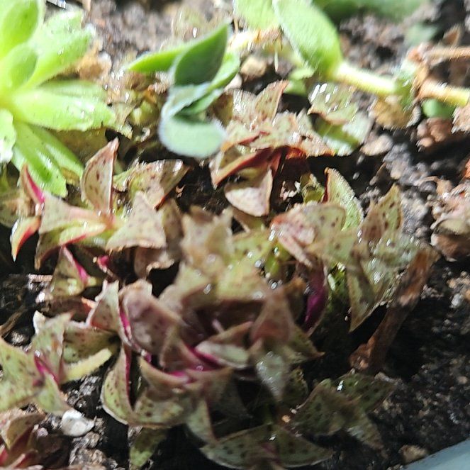 Photo of the plant species Tiger Jade by @ZarfCabbagetree named Messi on Greg, the plant care app