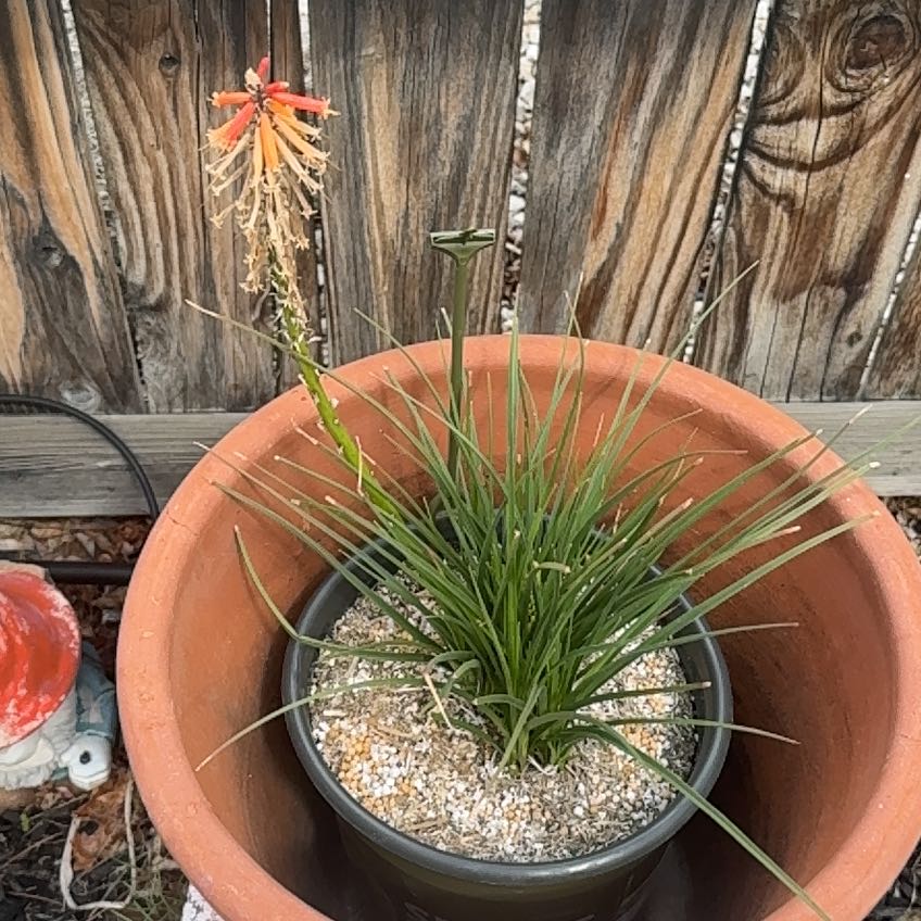 Photo of the plant species Torch Lily 'Papaya Popsicle' by @JoyfulSedum60 named Anne on Greg, the plant care app